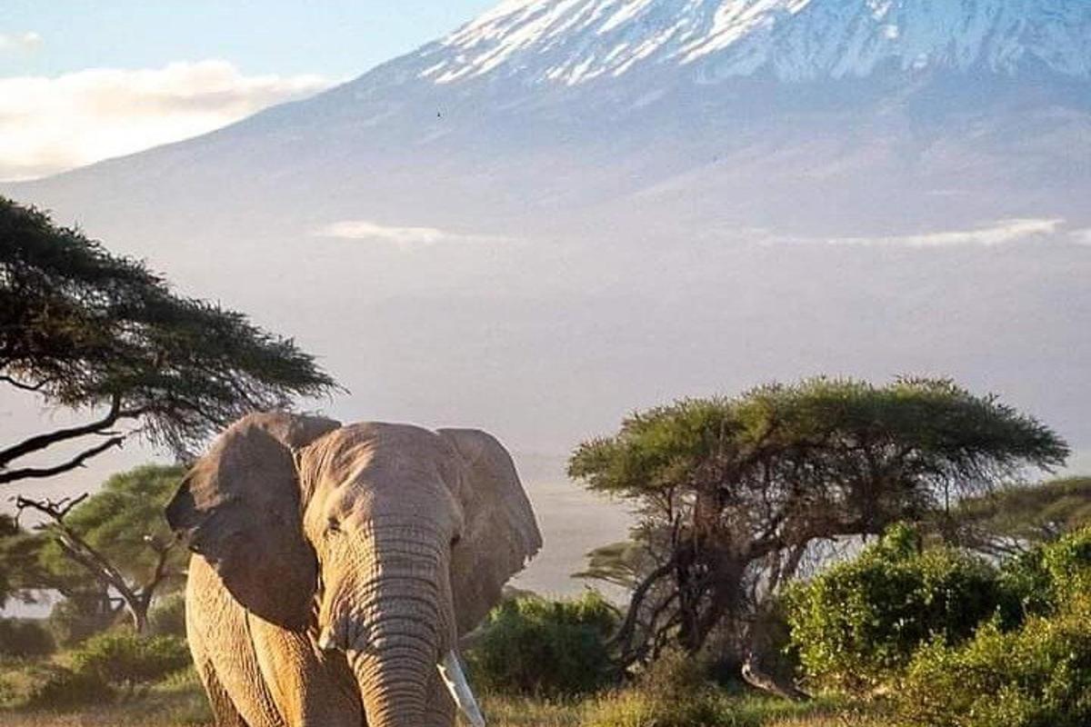 seekor gajah berdiri di padang dengan latar belakang gunung