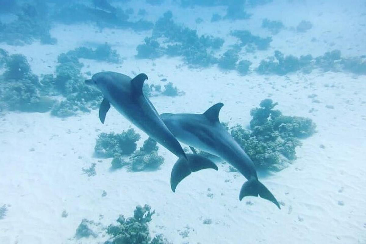 két delfin úszik a vízben az óceán közelében
