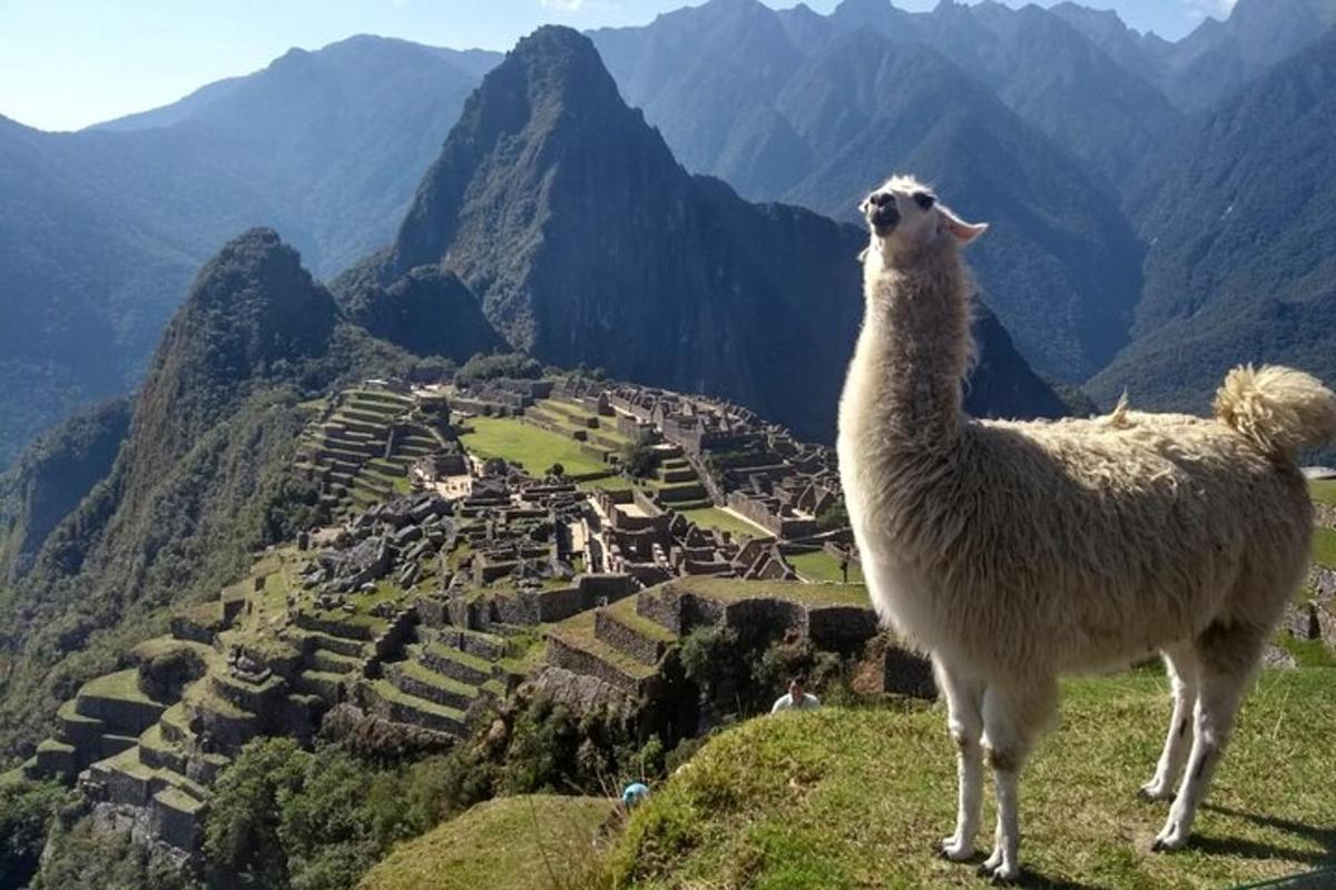 uma lhama em pé no topo de uma colina com vista para uma vila