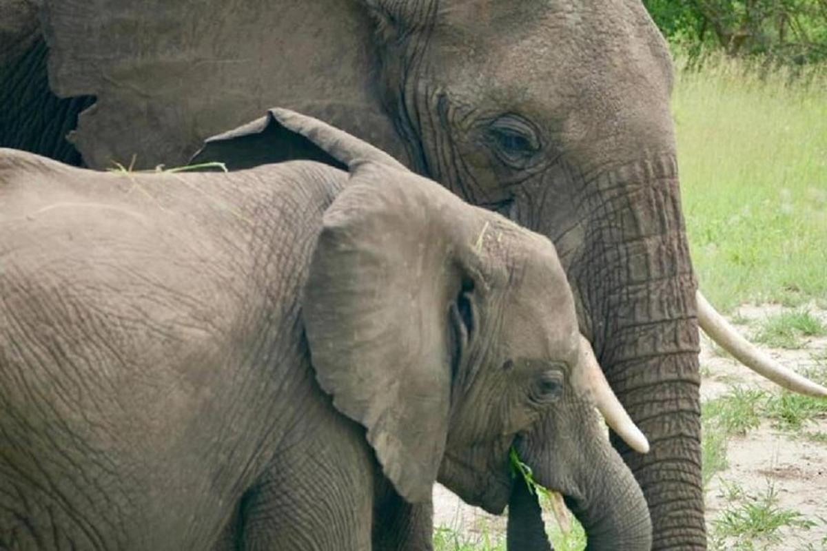 um bebê elefante ao lado de um elefante adulto