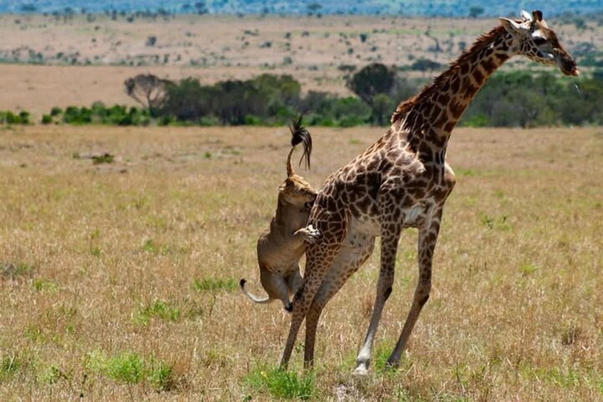una giraffa che gioca con una gazzella in un campo