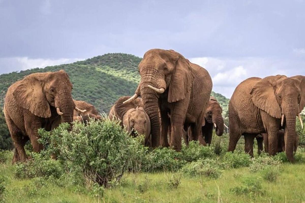 uma manada de elefantes em pé em um campo