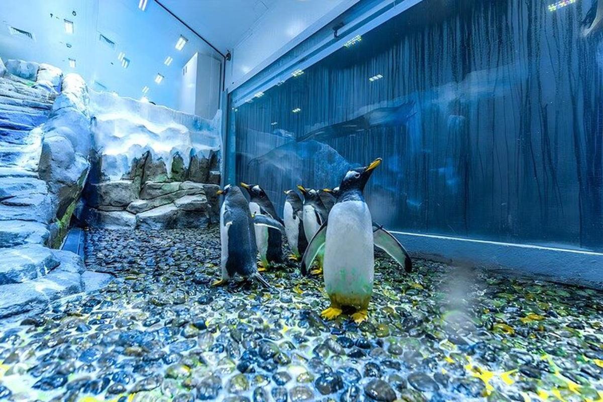 a group of penguins standing in a aquarium