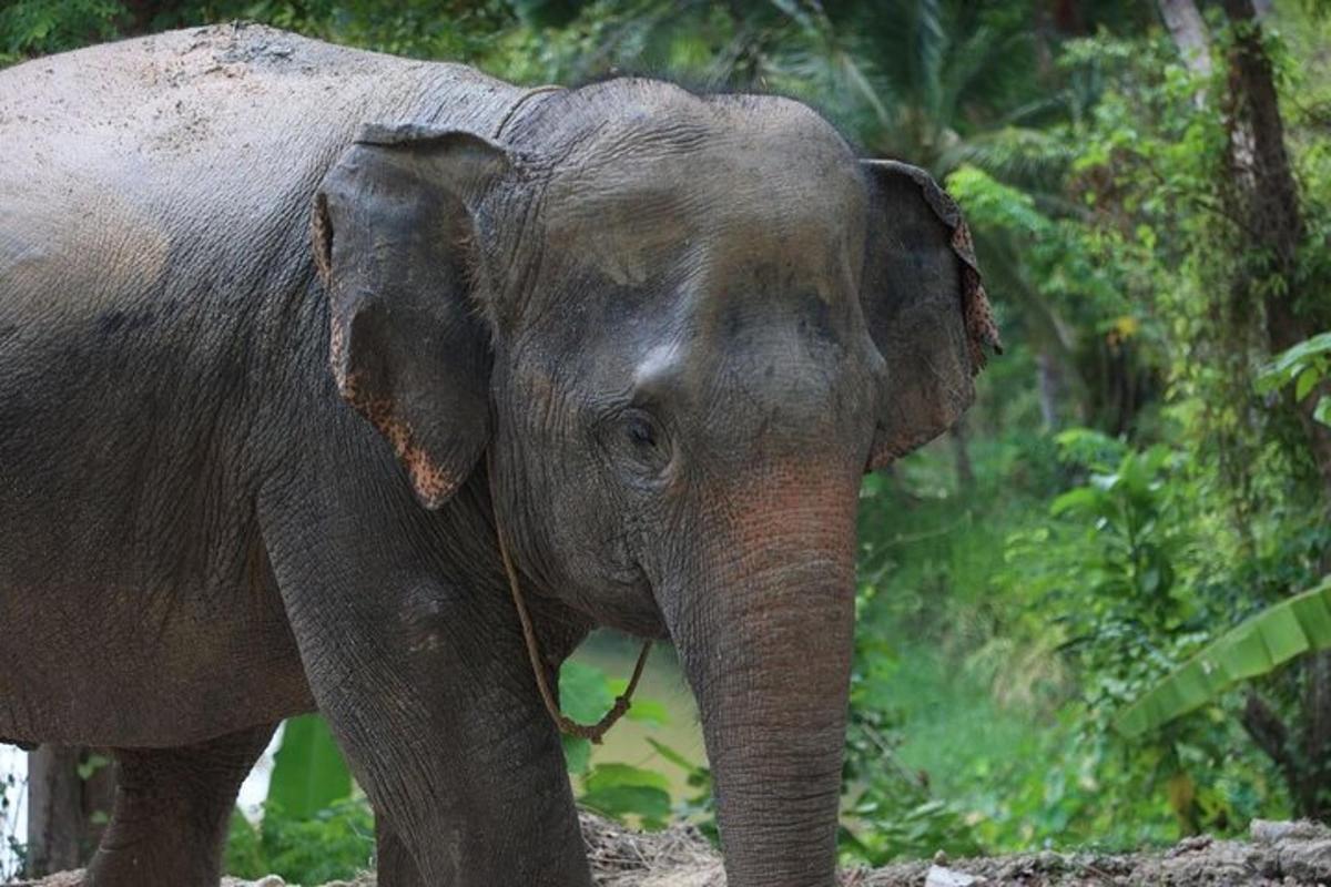an elephant standing in front of a forest
