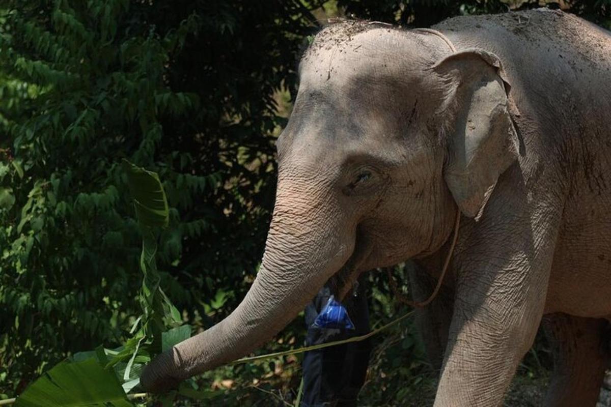 un elefante in piedi con la proboscide su un ramo