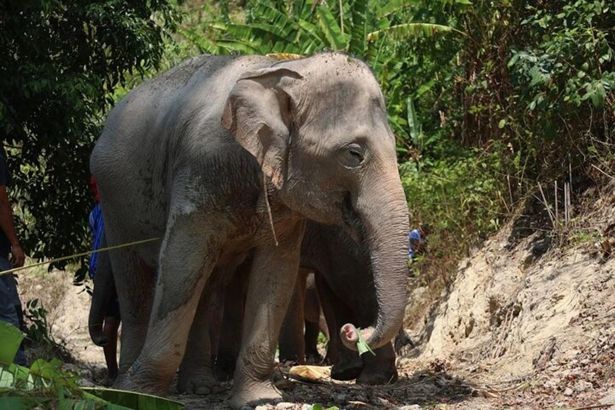 un cucciolo di elefante in piedi su una collina di terra