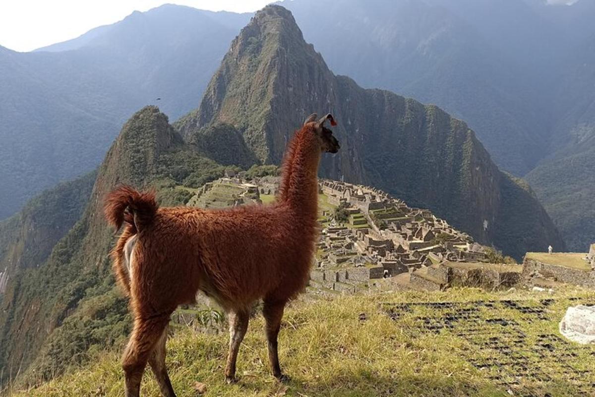 lama stojící na vrcholu hory