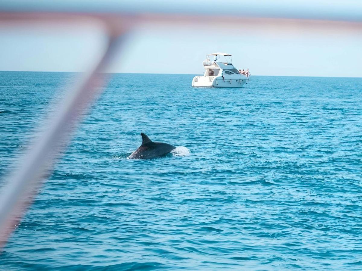 ein Delphin, der im Wasser neben einem Boot schwimmt
