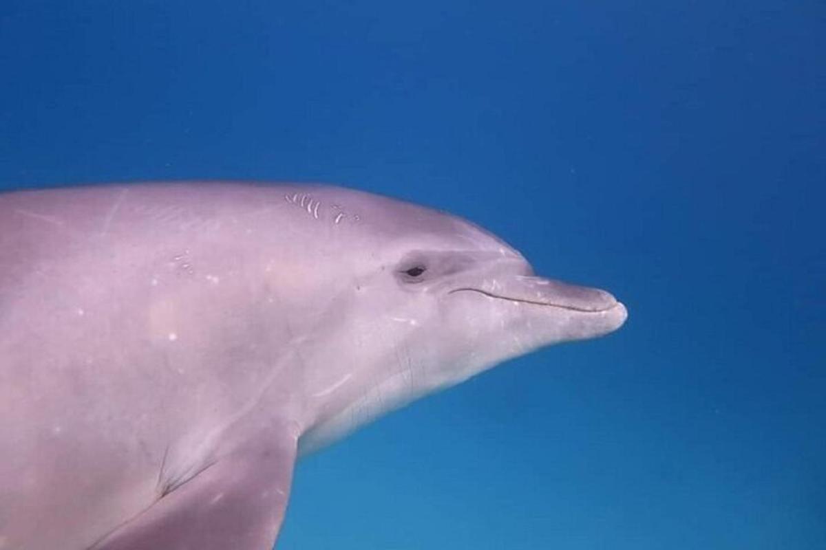 ein weißer Delphin schwimmt im Wasser