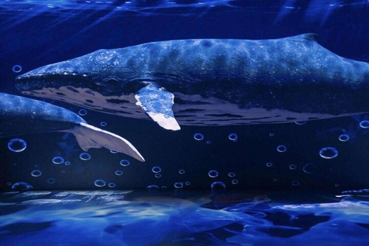 一只海豚在水族馆的水中游泳