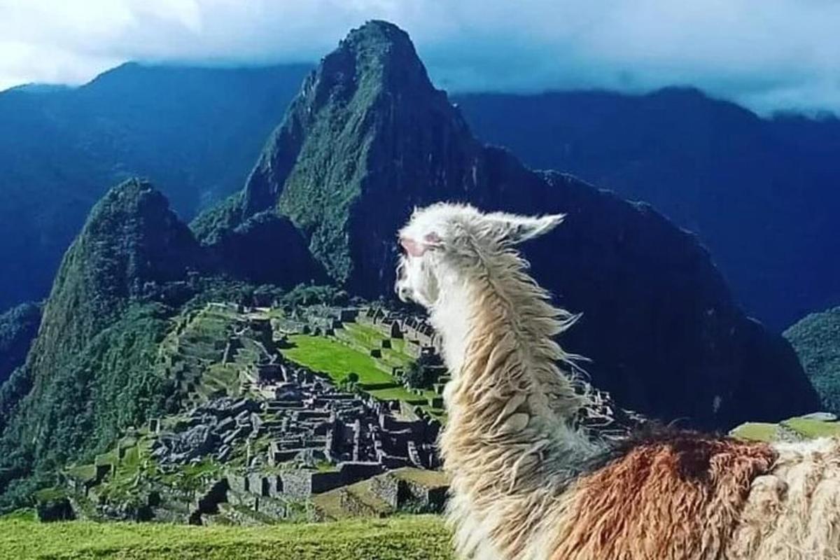 un lama in piedi sulla cima di una montagna