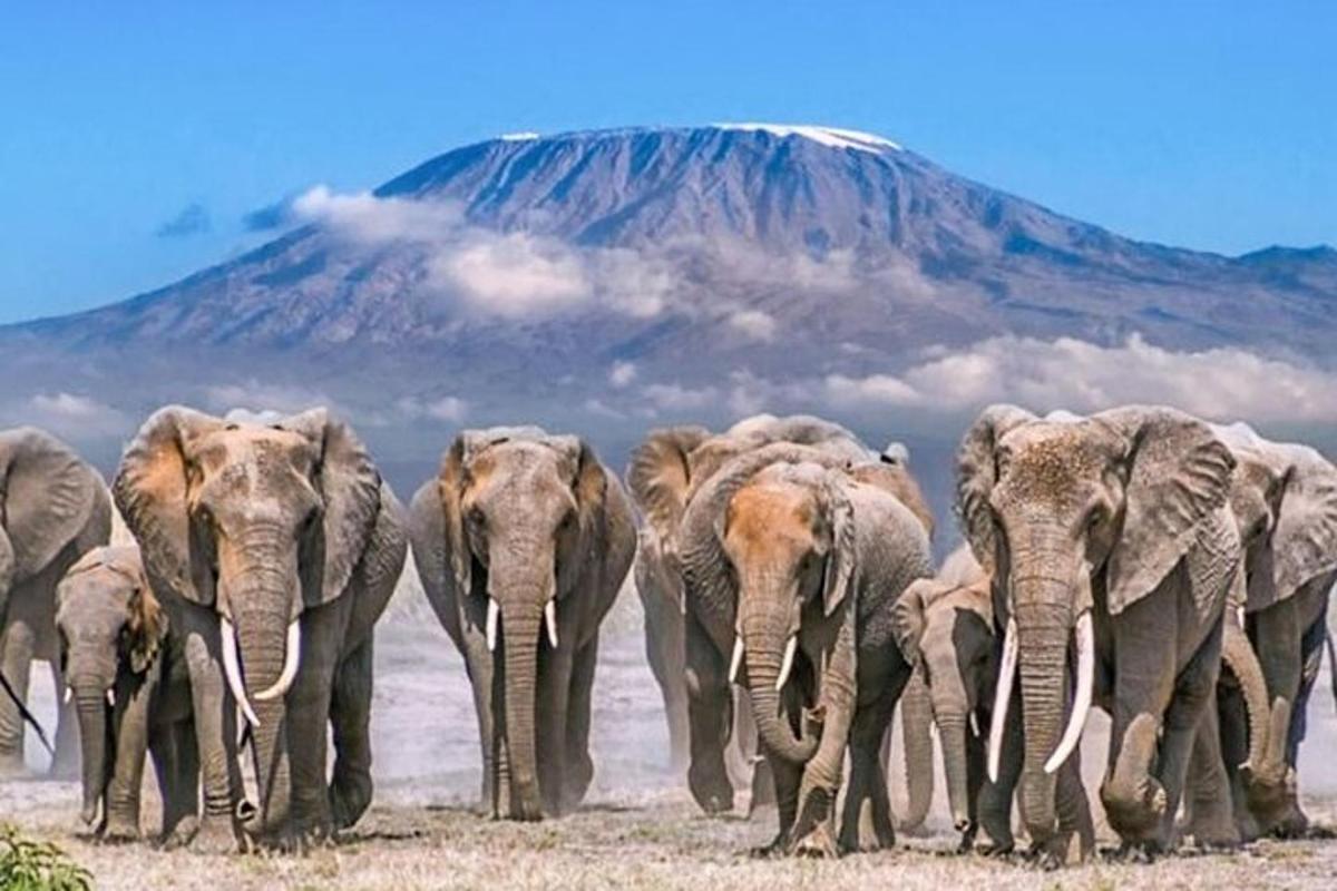 kawanan gajah berjalan di depan gunung