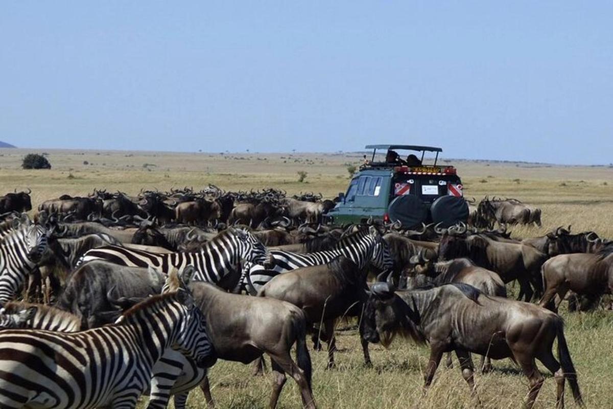 una mandria di zebre e altri animali in un campo
