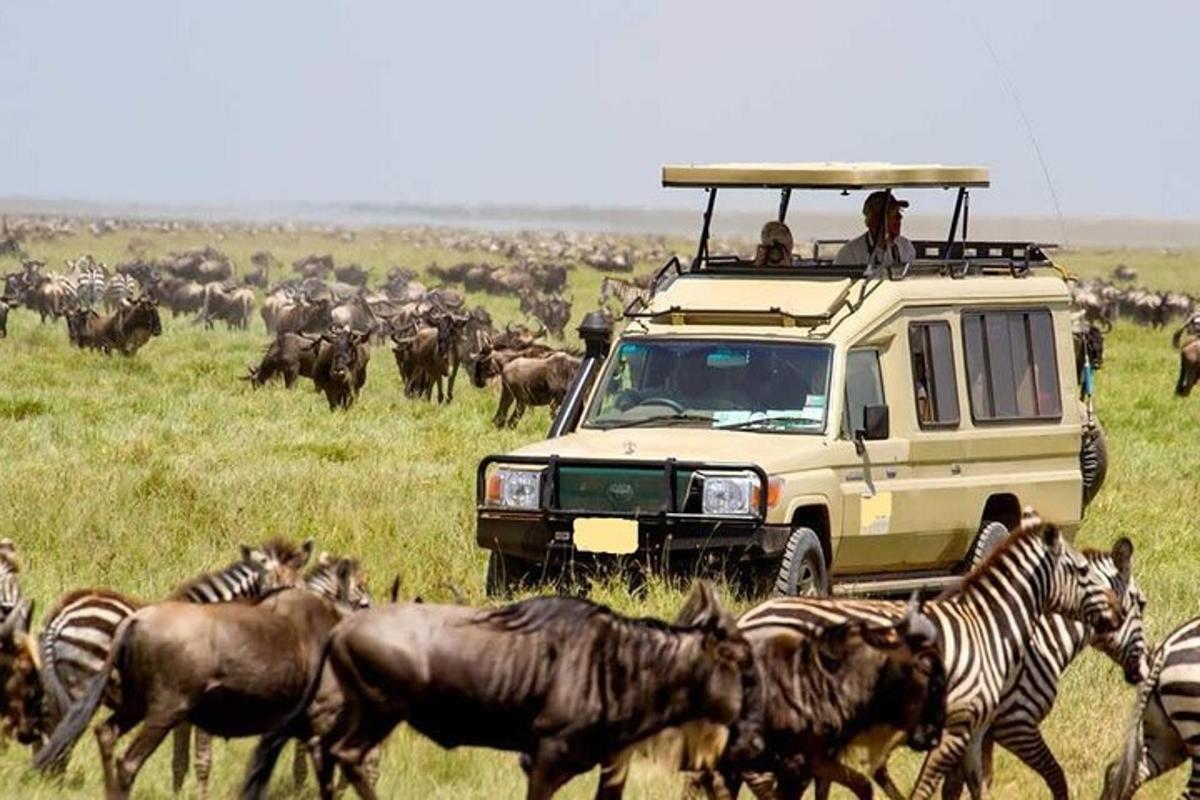 Un vehículo de safari con personas encima de una manada de animales.