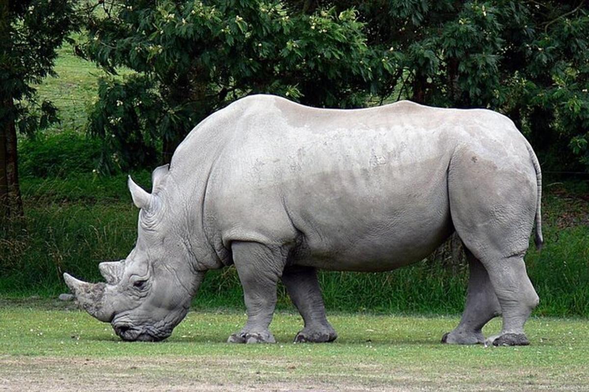 uma estátua de um rinoceronte pastando na grama