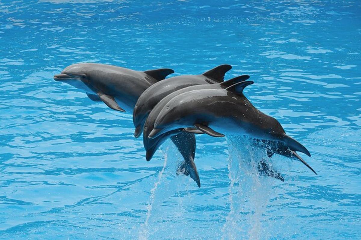 due delfini che giocano nell'acqua di una piscina