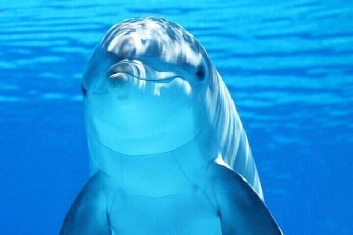 un delfino che nuota nell'acqua