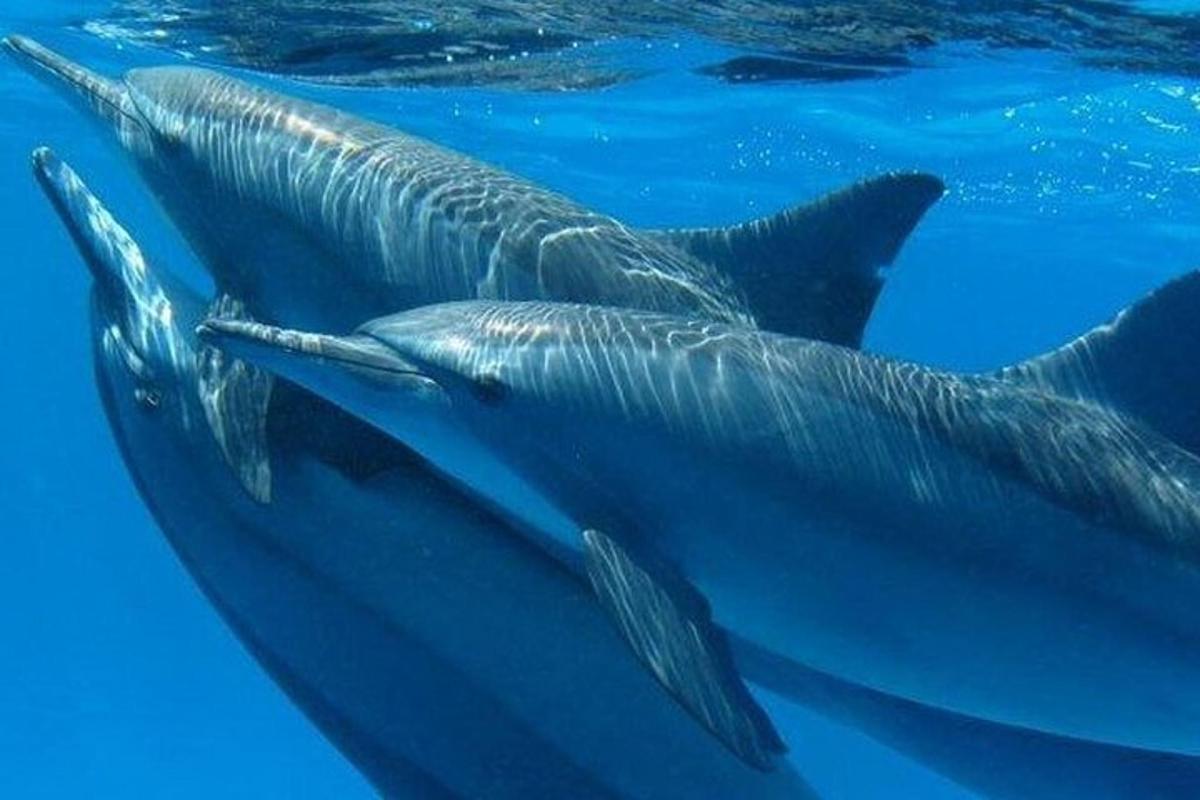 un gruppo di delfini che nuotano nell'acqua