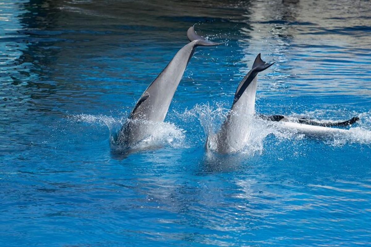 due delfini che giocano nell'acqua nell'acqua