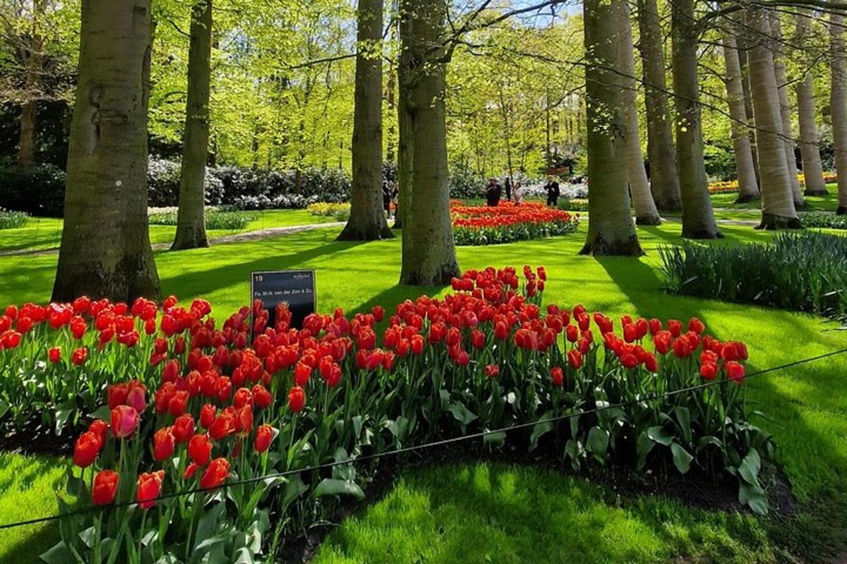 taman dengan bunga tulip merah di taman