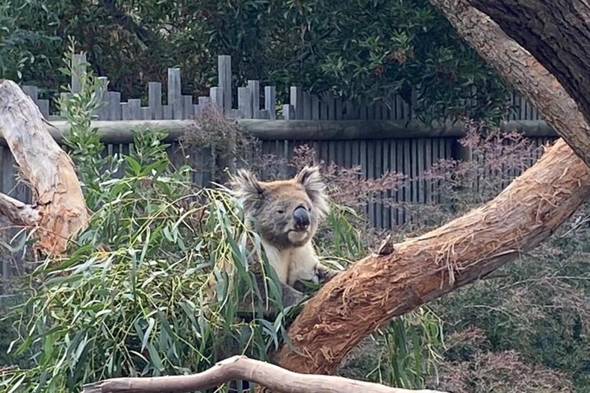 Un koala está sentado en un árbol.