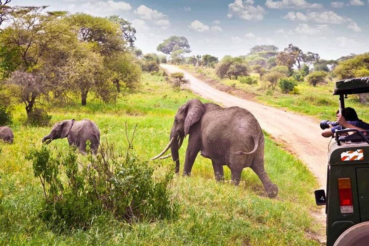 a man taking a picture of two elephants crossing a road