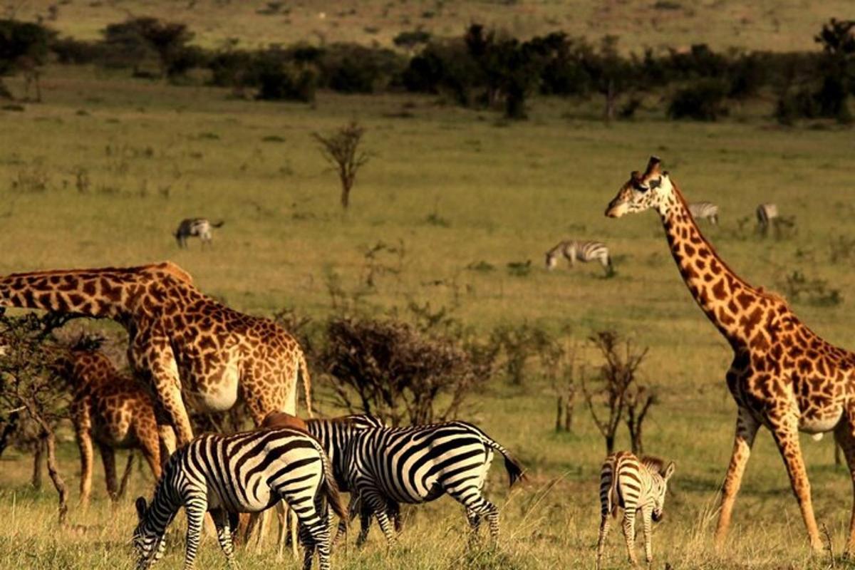 a group of giraffes and zebras in a field