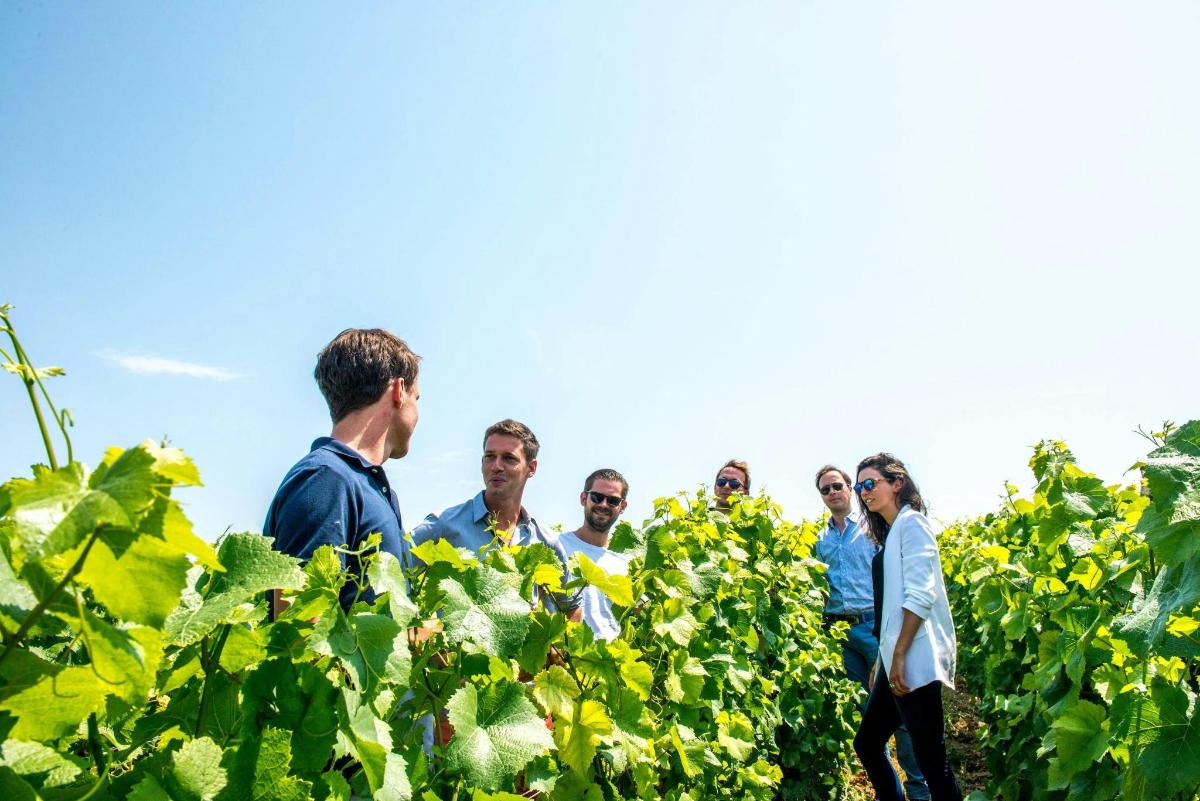 un gruppo di persone che camminano attraverso un vigneto