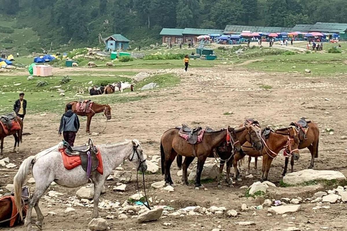 a group of horses standing in a field