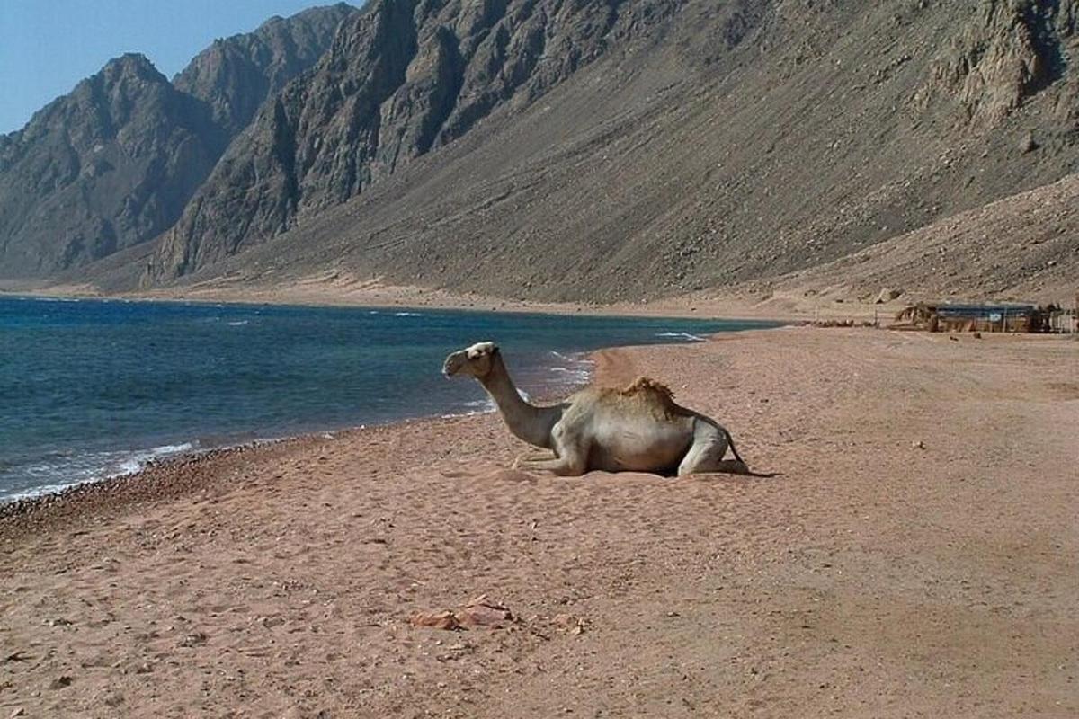 a camel sitting on a beach near the water