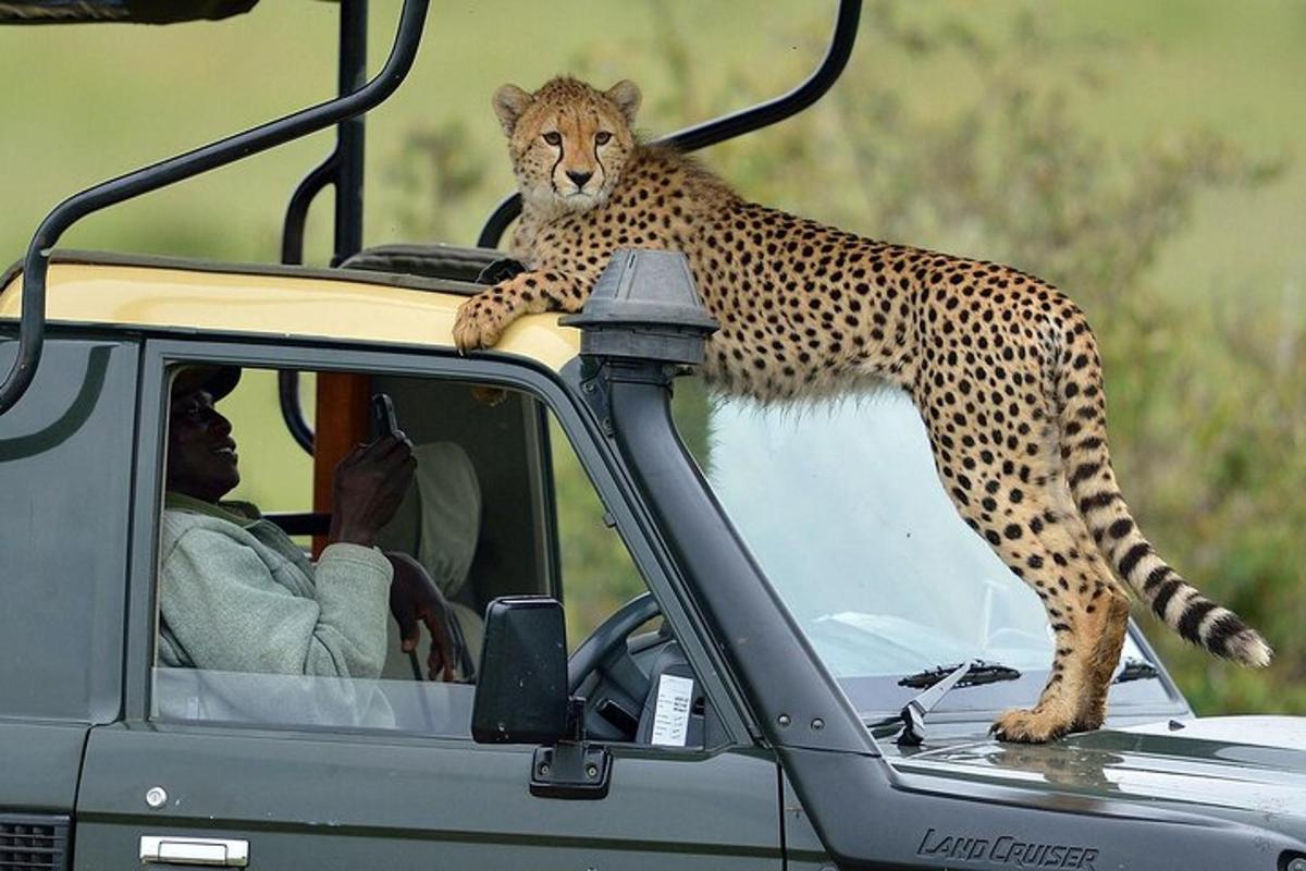 gepard stojící na střeše nákladního auta