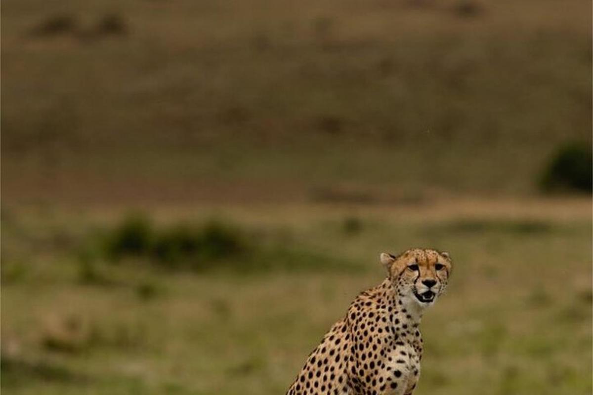 gepard stojící uprostřed pole