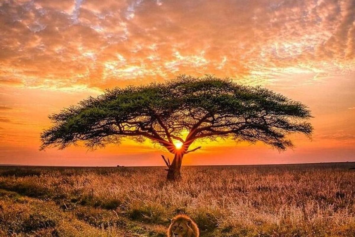 un lleó assegut sota un arbre davant d'una posta de sol