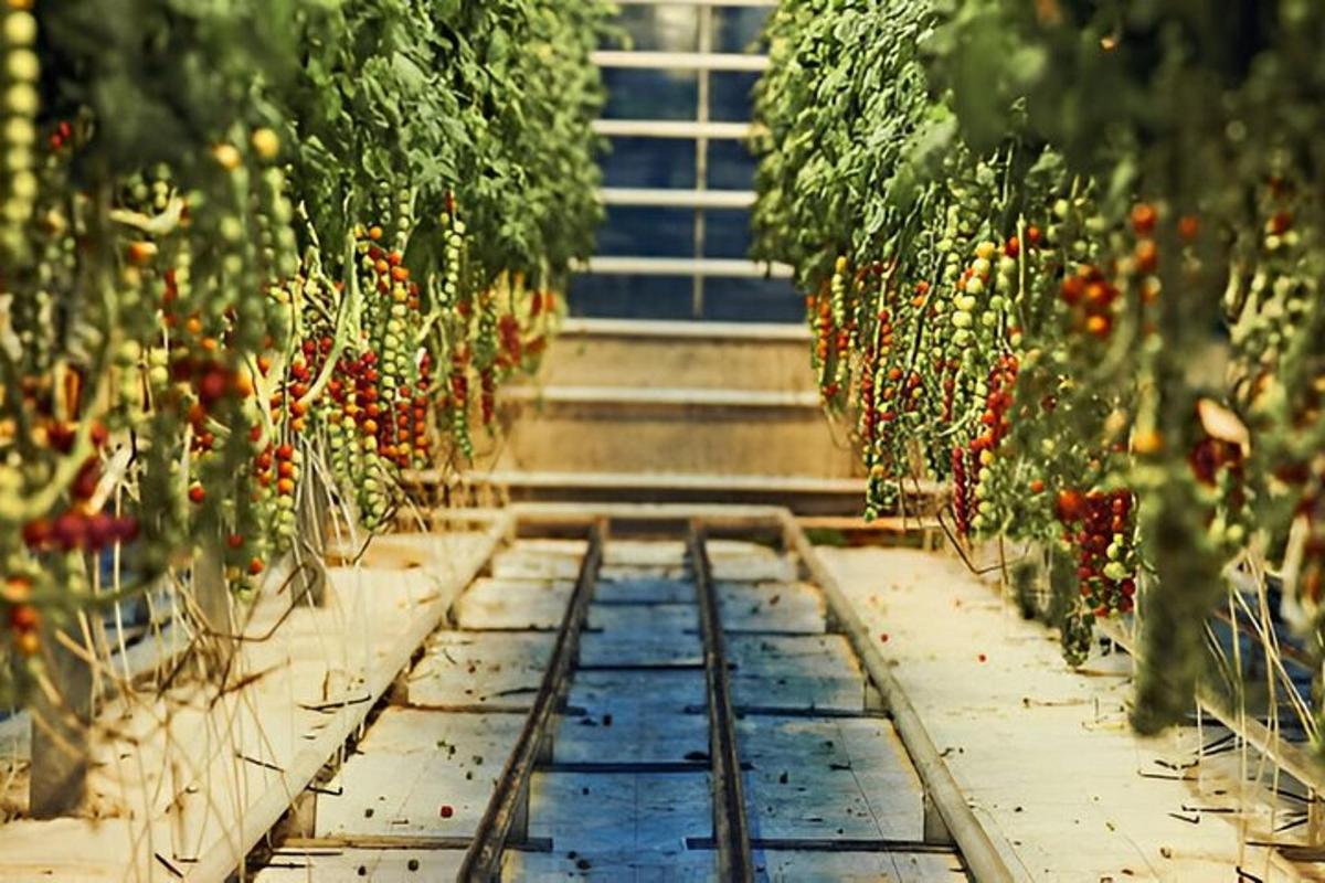 o seră plină cu rânduri de plante de roșii