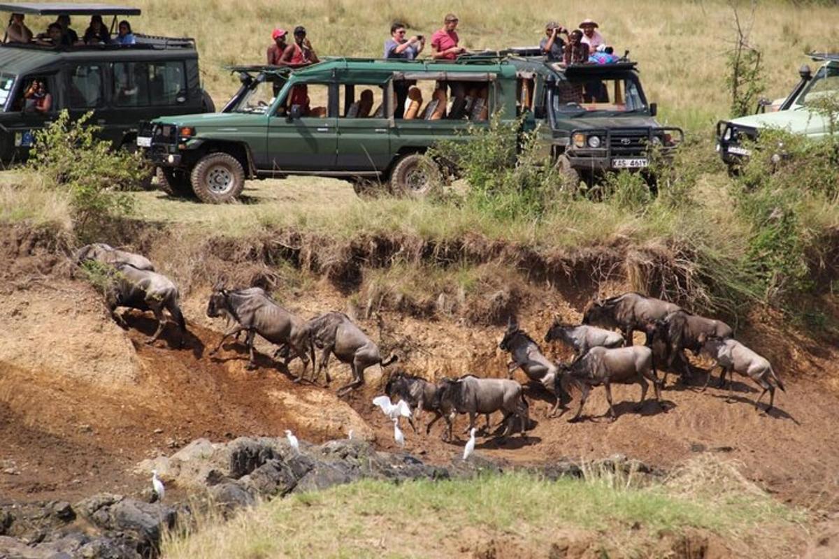 un grup d'animals corrent per un camí de terra amb un jeep