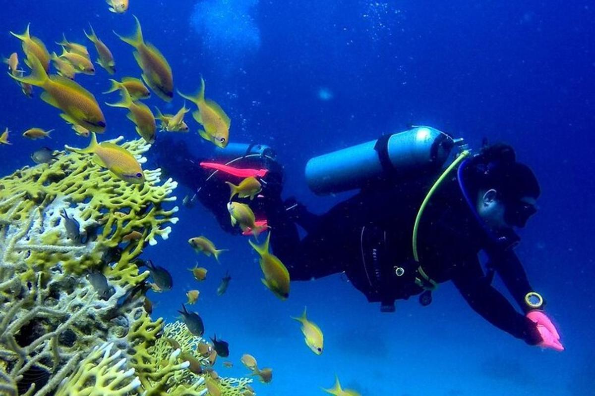 osoba plavající v oceánu s rybami