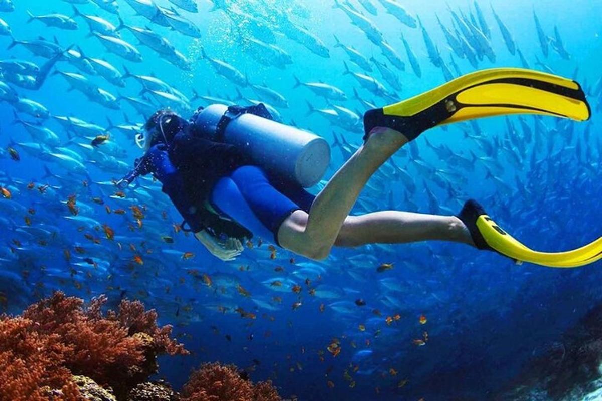 una persona che nuota nell'oceano con un grande banco di pesci