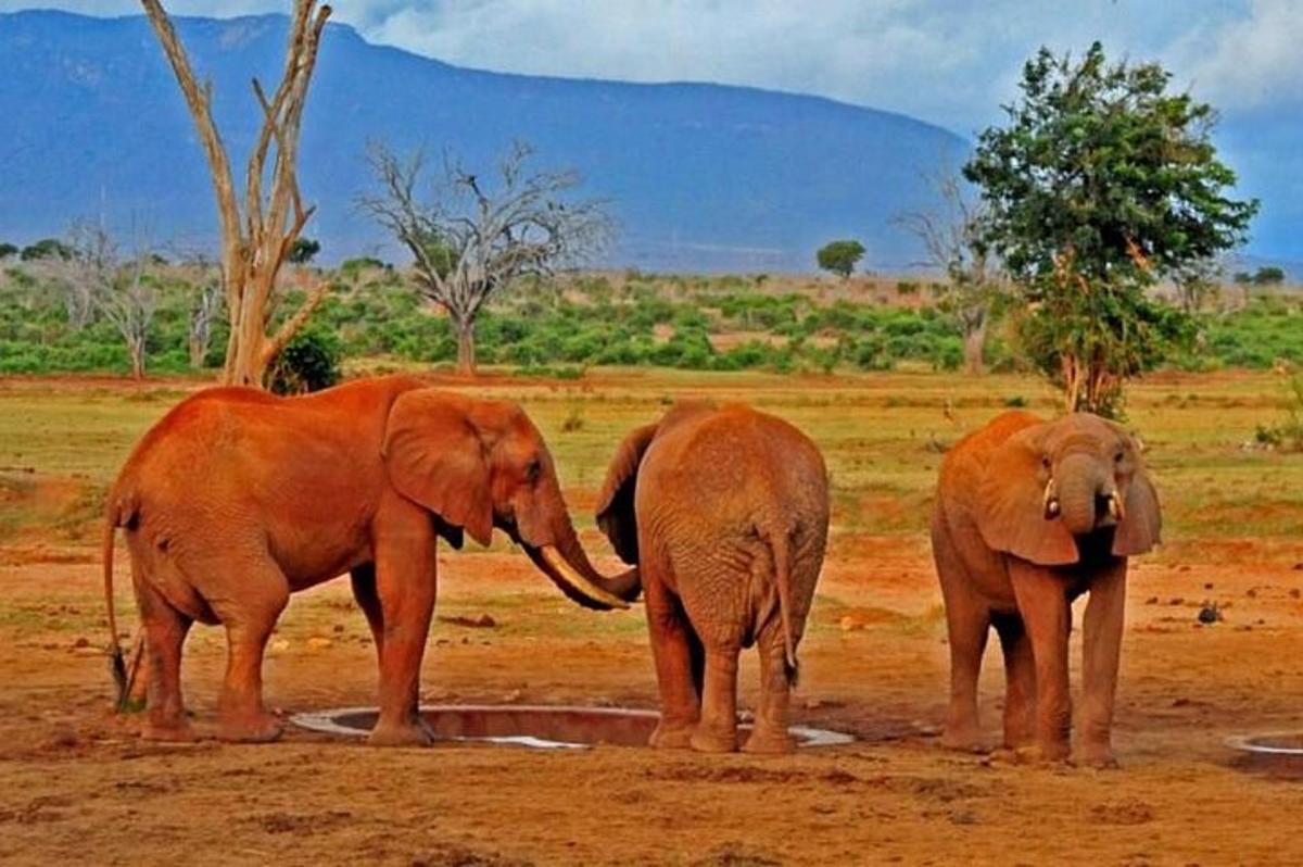 three elephants standing next to each other in a field