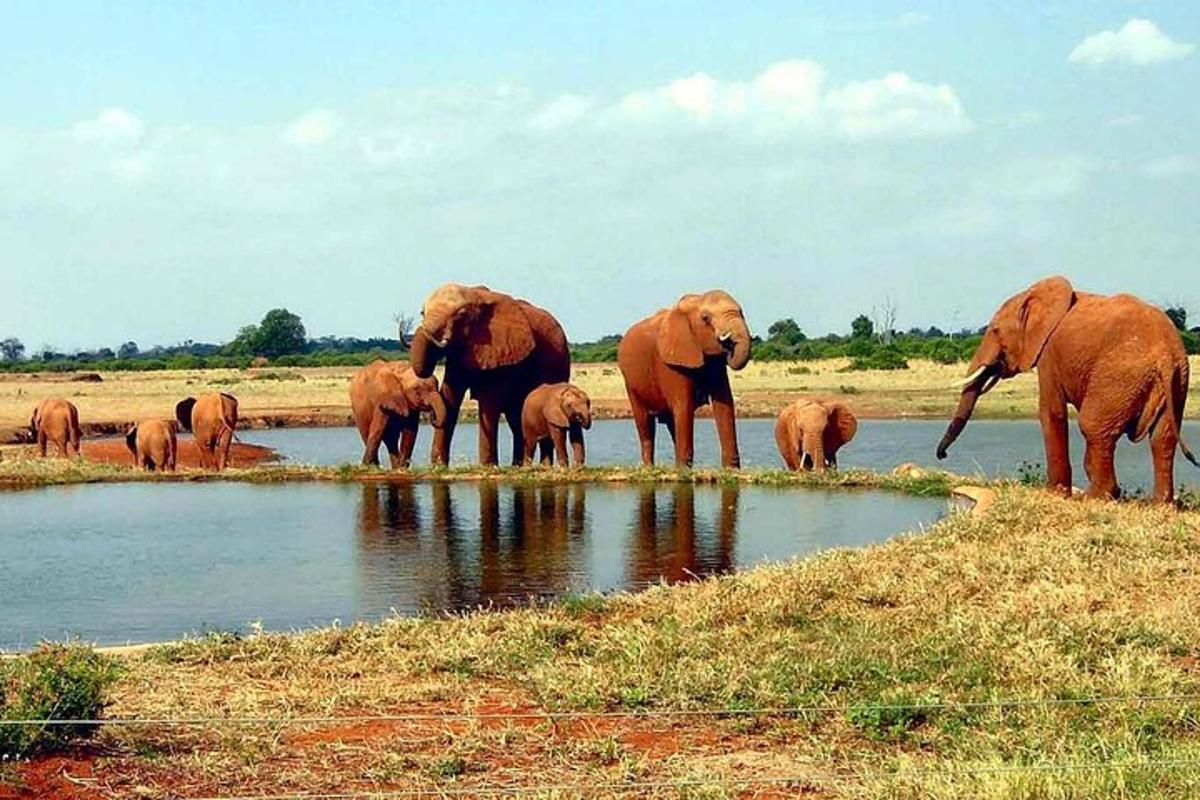 a herd of elephants standing next to a watering hole