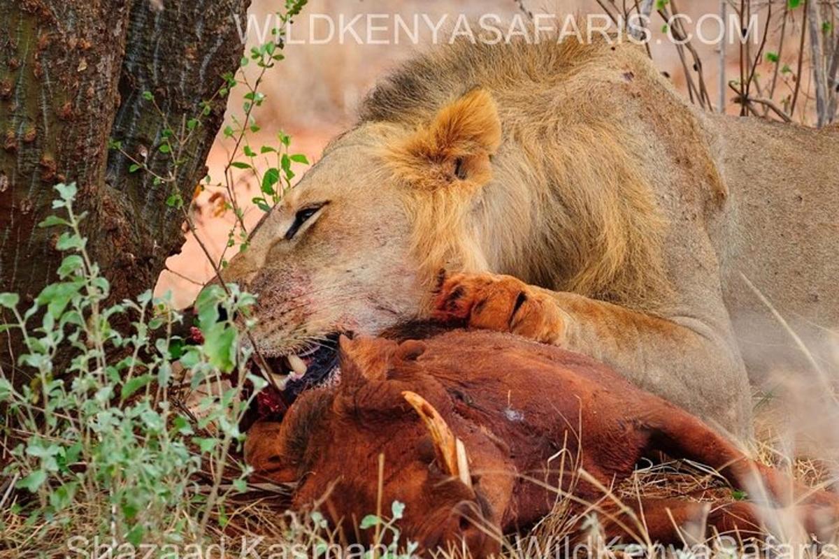 a lion laying in the grass with its mouth open
