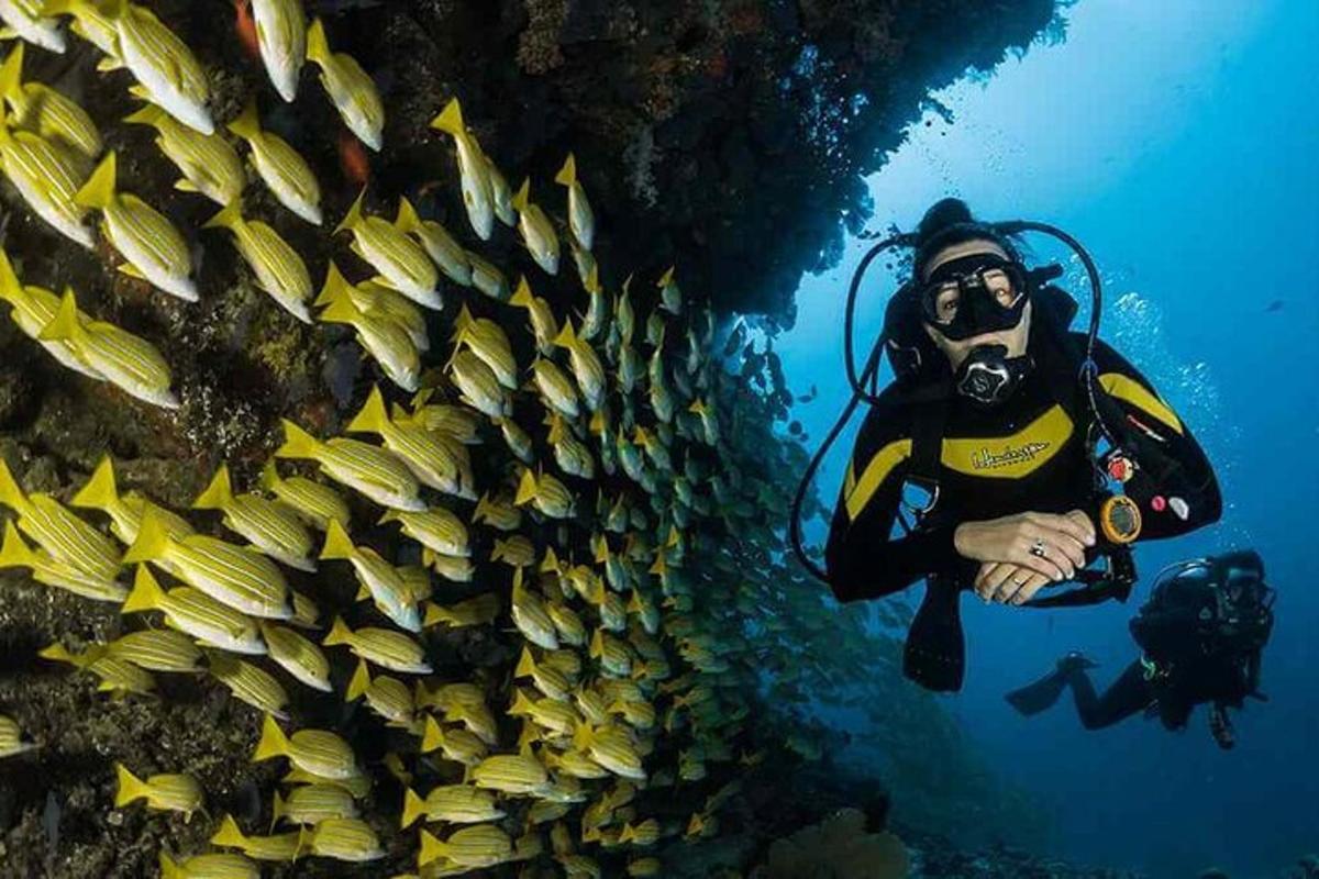 seorang lelaki dalam pakaian selam sedang berenang di sebelah dinding ikan
