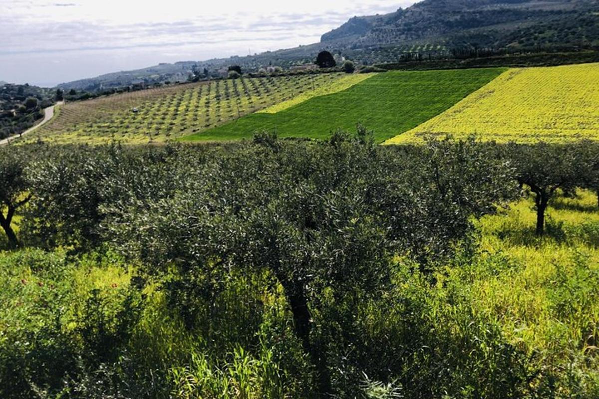un campo aperto con alberi e colture verdi