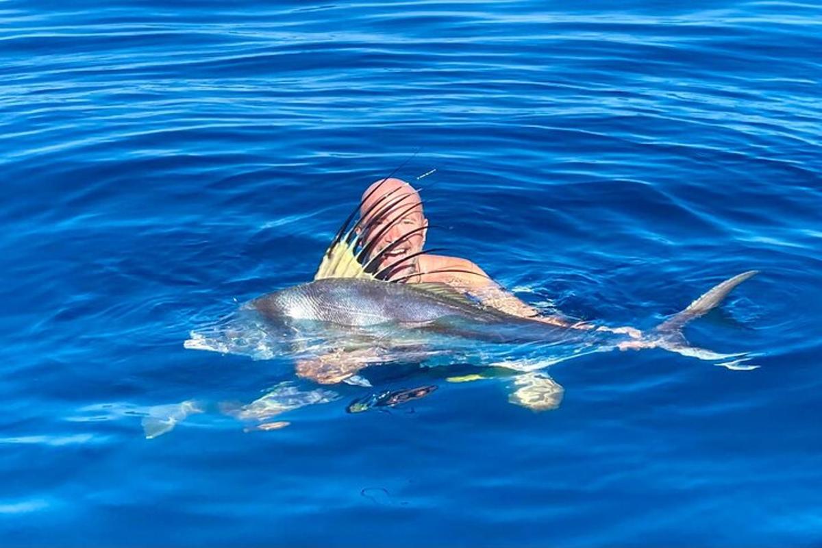 a fish is floating in the water