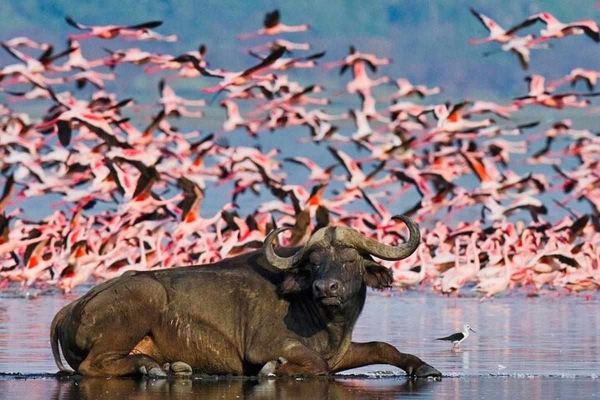 слон, лежащ във водата с ято птици