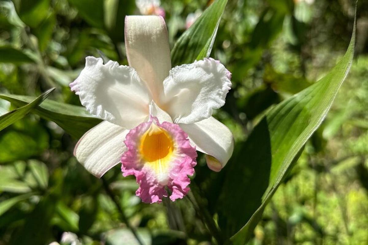 a white and pink flower with green leaves