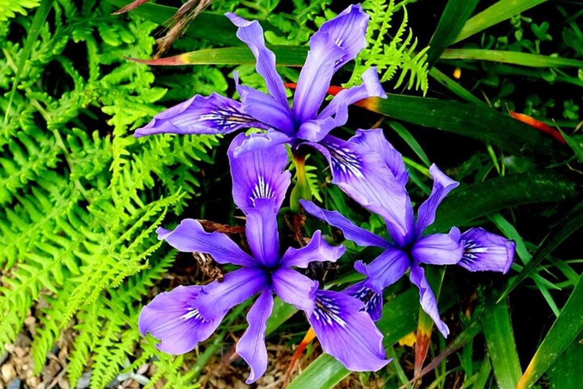 um grupo de flores roxas na grama