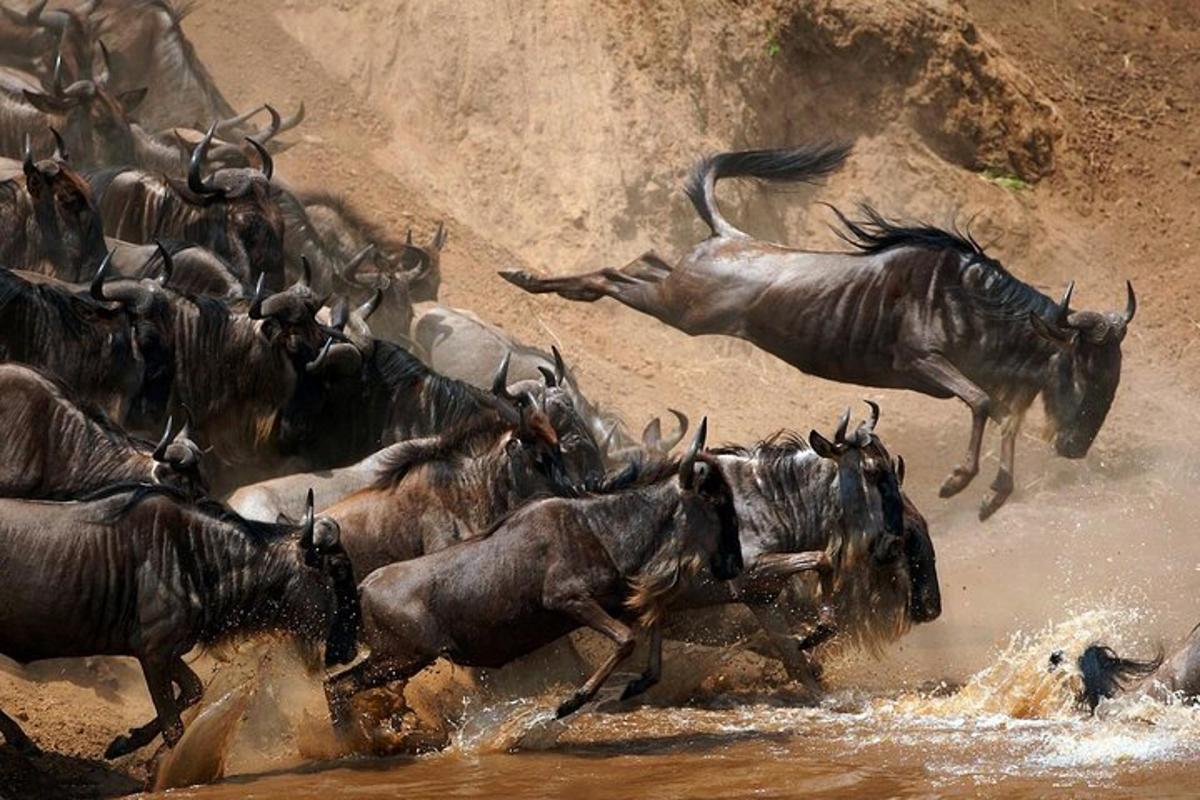 un ramat d'animals salvatges corrent per l'aigua