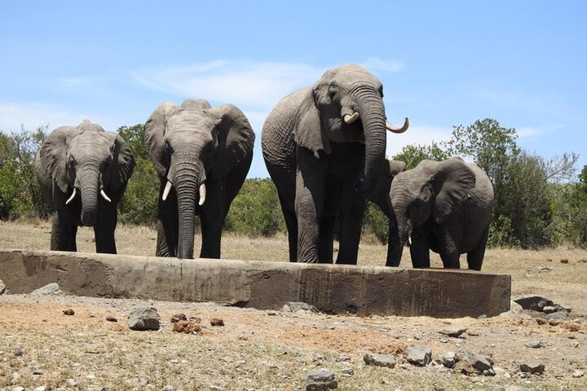 a group of elephants standing in a field