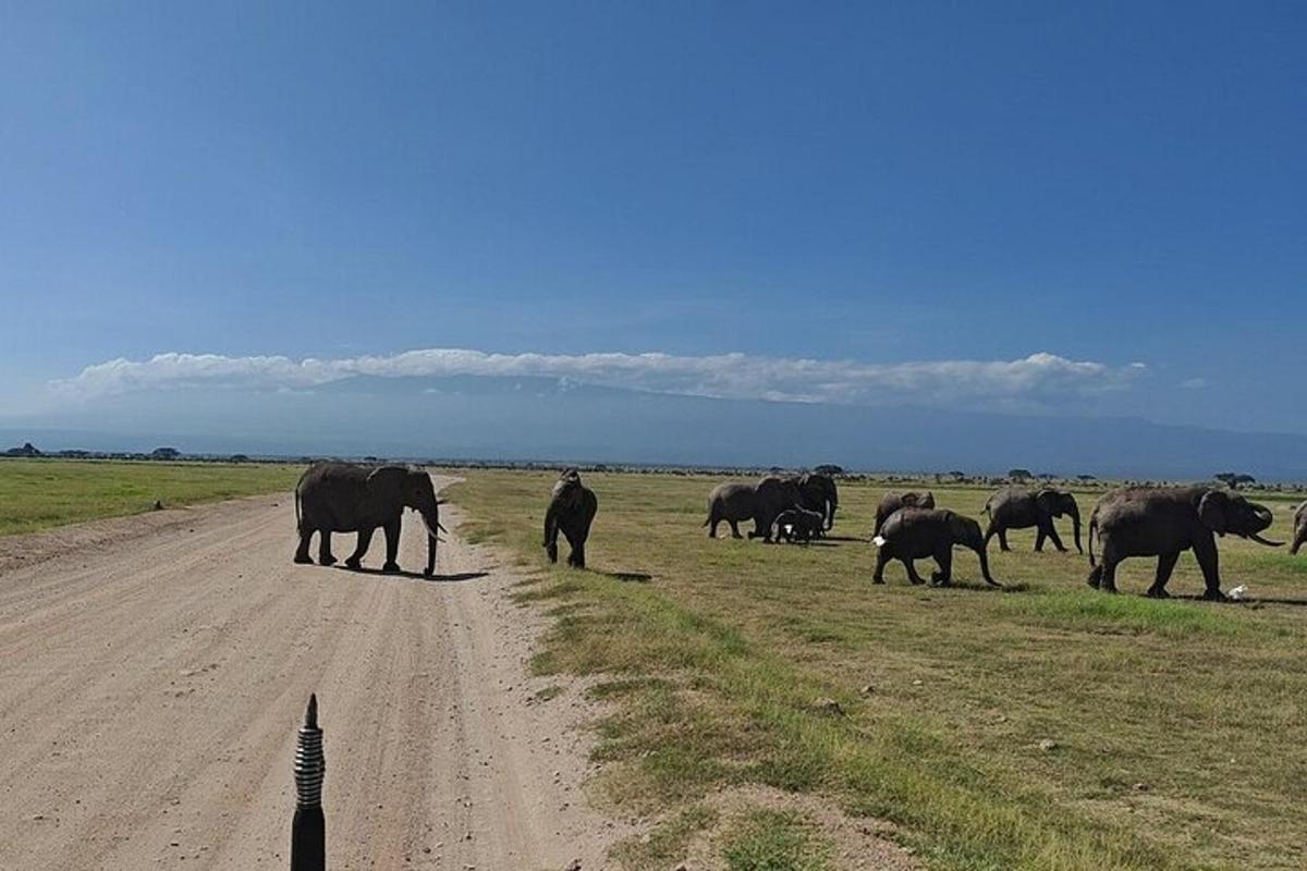 Una manada de elefantes caminando por un camino de tierra