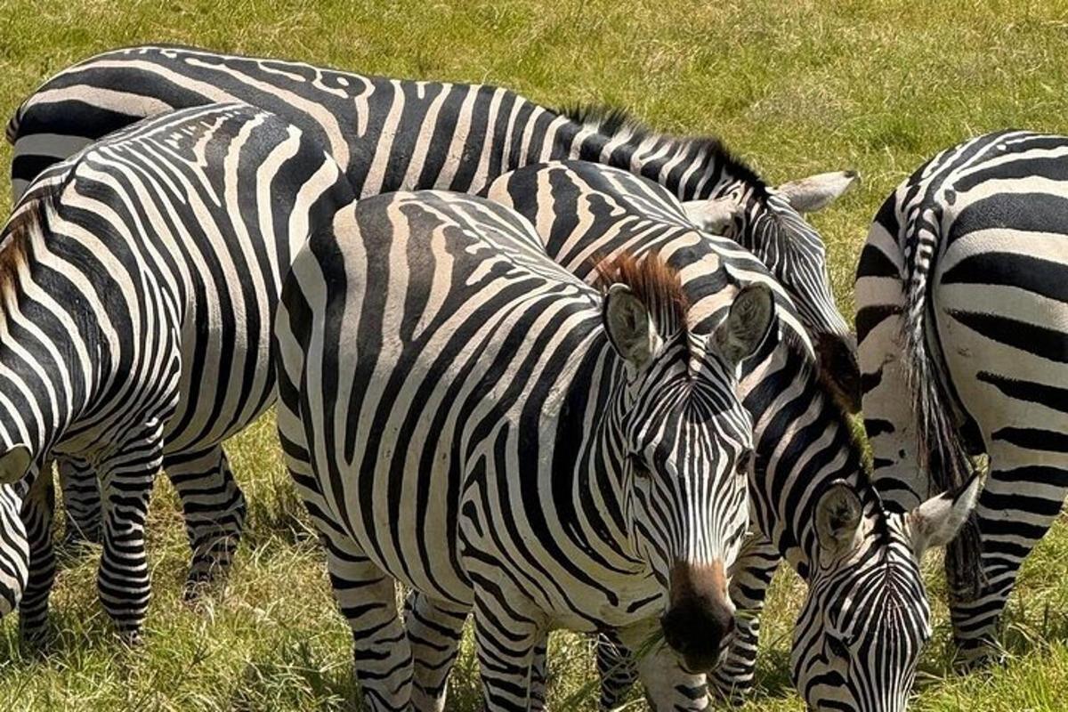 un grupo de cebras pastando en un campo de hierba